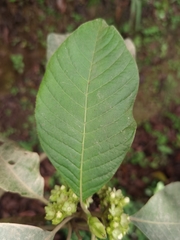 Sommera donnell-smithii