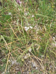 Allium subhirsutum