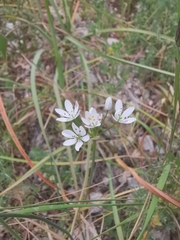 Allium subhirsutum