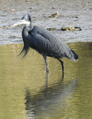 Egretta gularis