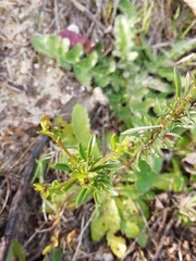 Anarrhinum bellidifolium