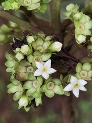 Sommera donnell-smithii