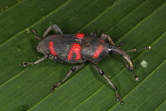 Cactophagus rubrovariegatus