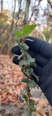 Berberis actinacantha