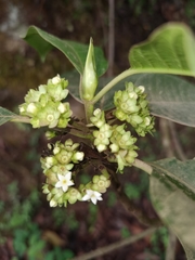 Sommera donnell-smithii