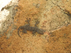 Ptyodactylus puiseuxi