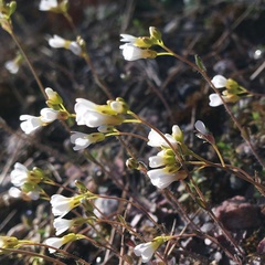 Arabidopsis suecica
