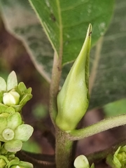 Sommera donnell-smithii