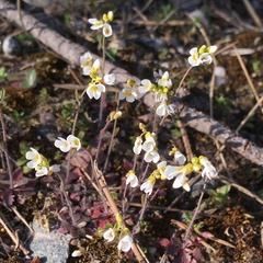 Arabidopsis suecica