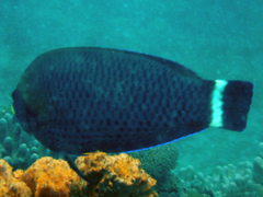 Pseudodax moluccanus