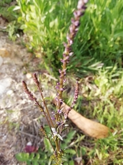 Anarrhinum bellidifolium