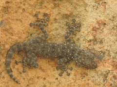 Ptyodactylus puiseuxi