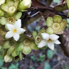 Sommera donnell-smithii