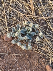 Gomphrena caespitosa