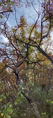 Nothofagus macrocarpa