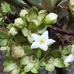 Sommera donnell-smithii