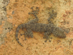 Ptyodactylus puiseuxi