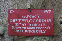 Dipterocarpus zeylanicus
