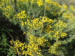 Pentzia cooperi