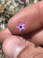 Gilia tenuiflora