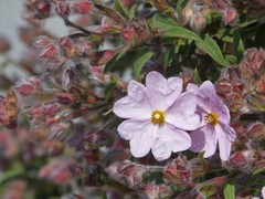 Cistus × skanbergii