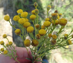 Pentzia cooperi