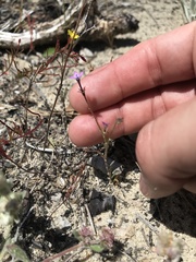 Gilia tenuiflora