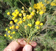 Pentzia cooperi