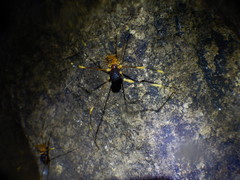 Stygnopsis