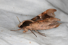 Callionima denticulata