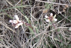 Arabis nuttallii