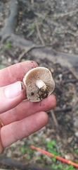 Basidiomycota