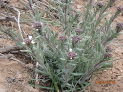 Arabis nuttallii