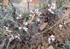 Arabis nuttallii