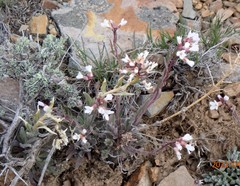 Arabis nuttallii