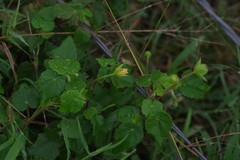 Abutilon sonneratianum