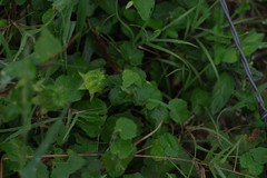 Abutilon sonneratianum