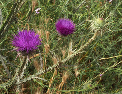 Onopordum alexandrinum