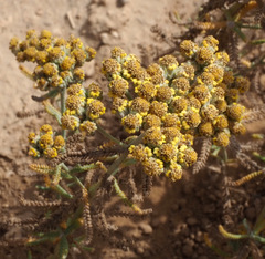 Achillea cretica