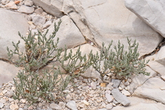 Hebecarpa macradenia