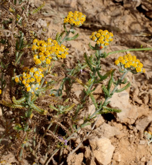 Achillea cretica