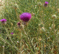 Onopordum alexandrinum