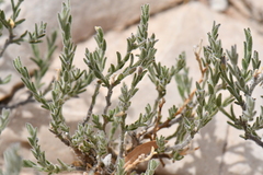Hebecarpa macradenia