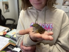 Vireo griseus