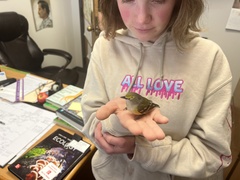 Vireo griseus