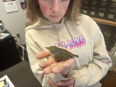 Vireo griseus