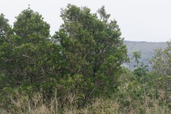 Burchellia bubalina