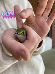 Vireo griseus