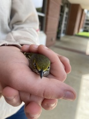Vireo griseus