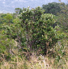 Burchellia bubalina